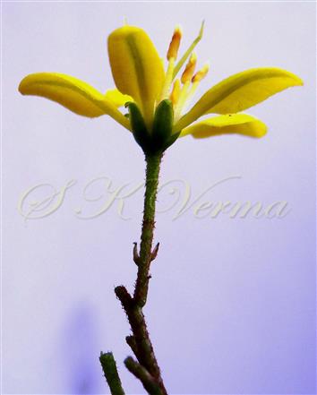  Flower and Bracteoles